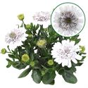 Bild von Osteospermum  P12 Double white